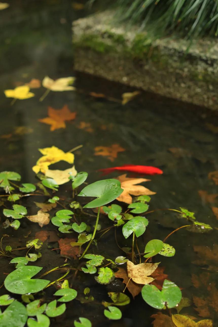 七子圆饼香于兰，生熟两味皆相念